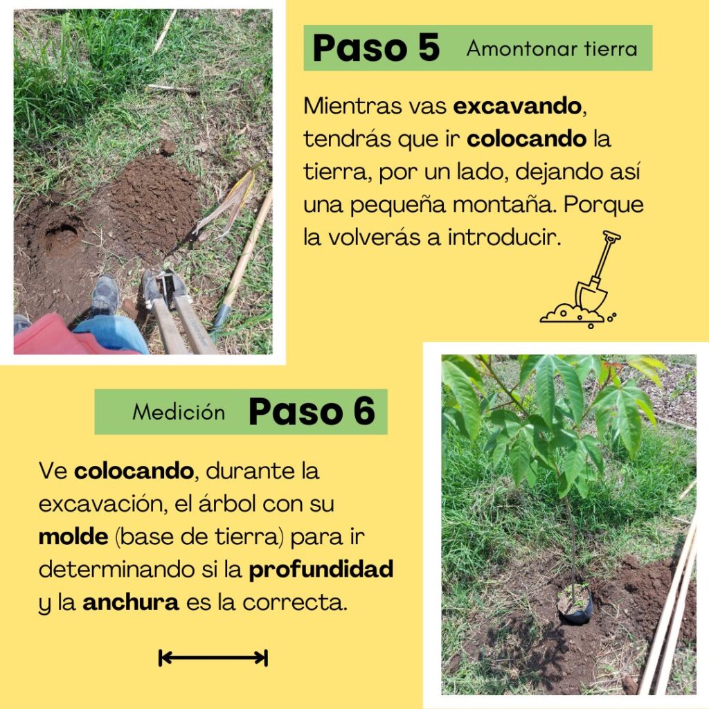 Paso 5 - reforestar. 