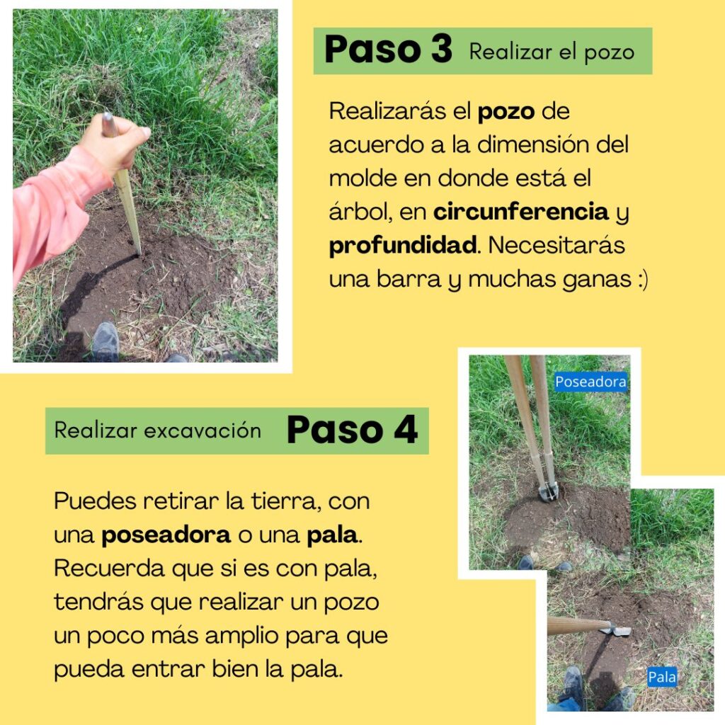 Paso 3 - reforestar. 
