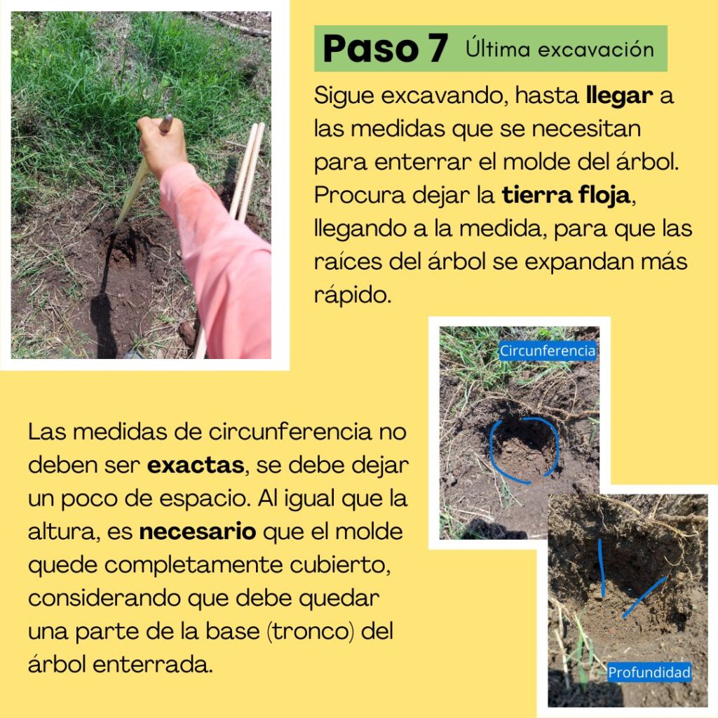 Paso 7 - reforestar. 