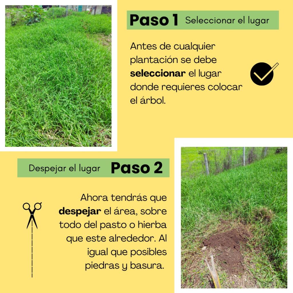 Paso 1 - reforestar. 