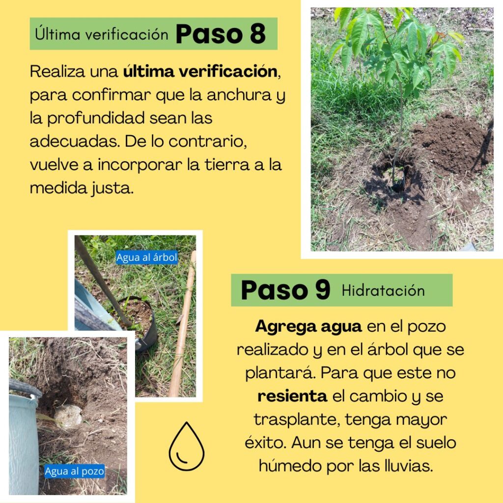 Paso 8 - reforestar. 
