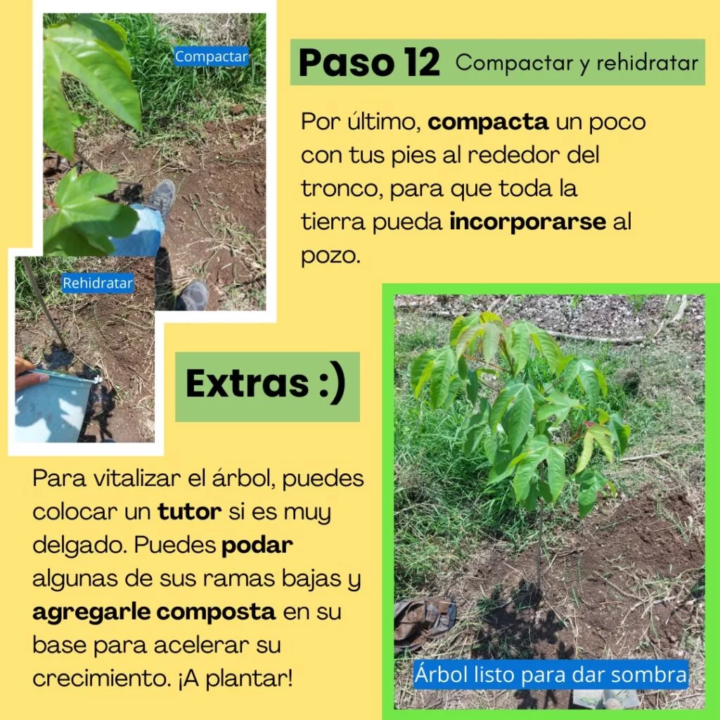 Paso 12 - reforestar. 