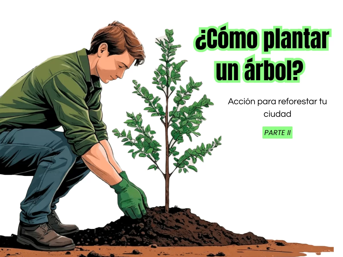 Reforestar tu ciudad; Guía de como plantar un árbol