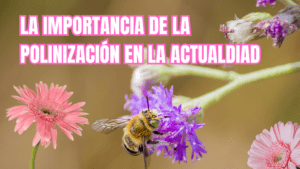 portada la importancia de la polinizacion
