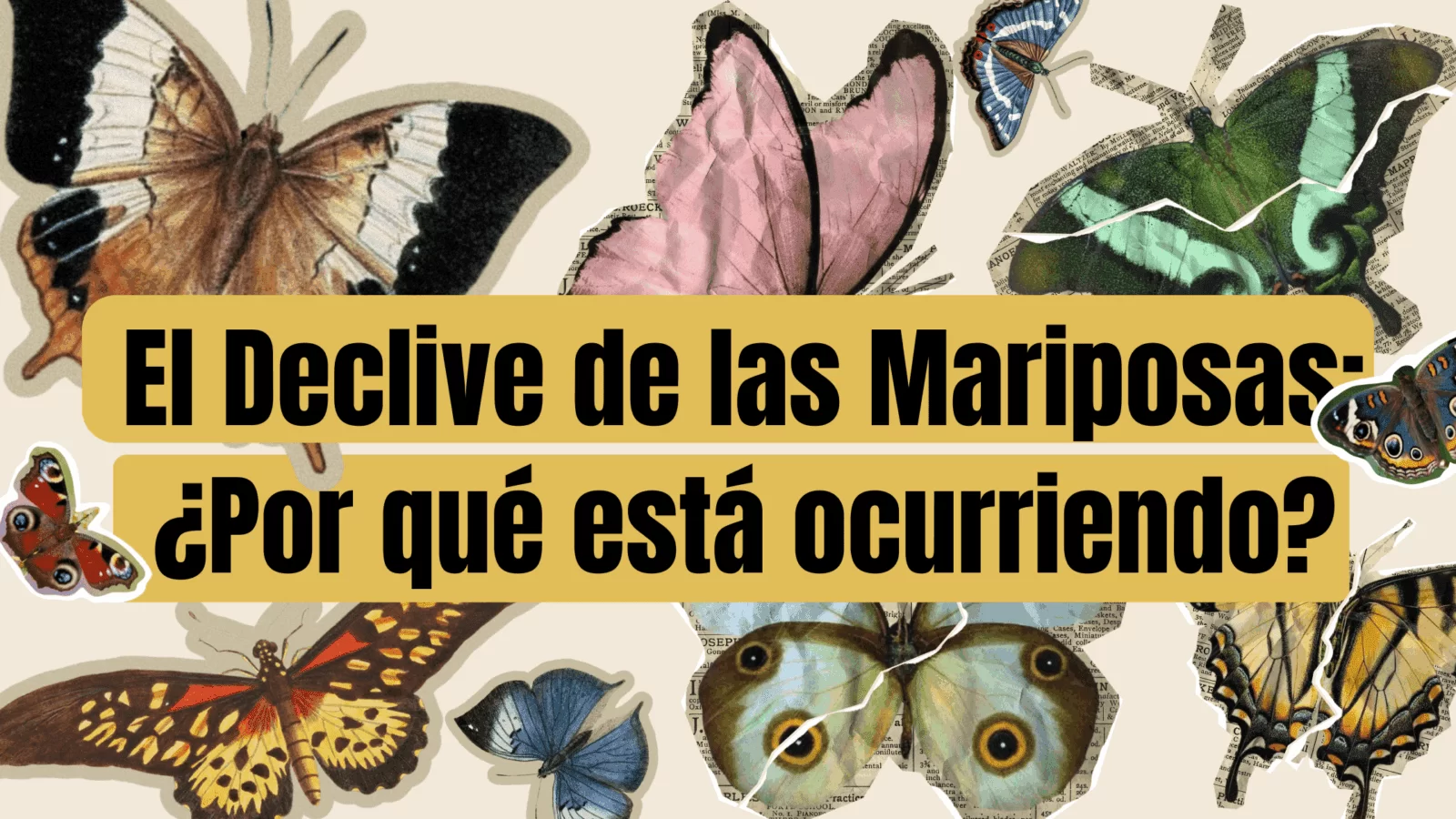 El Declive de las Mariposas: ¿Por qué está ocurriendo?