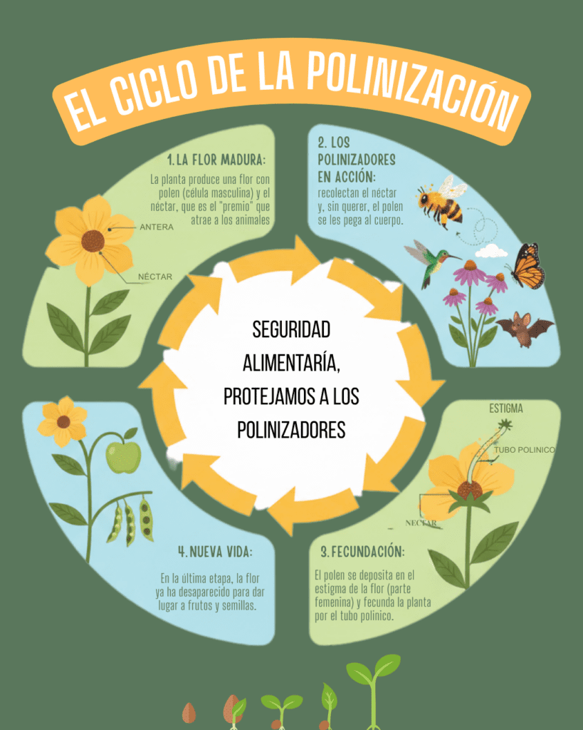 Infografía educativa que explica el ciclo de la polinización paso a paso: desde la producción de polen en la flor y el transporte mediante abejas y colibríes, hasta la fecundación y la creación de frutos. Destaca la importancia de la polinización para el futuro de nuestra comida.