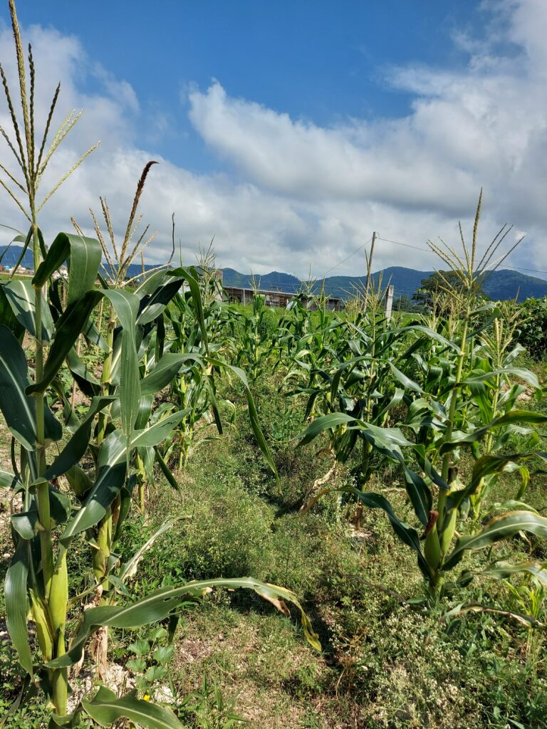 crecimiento del cultivo del maíz