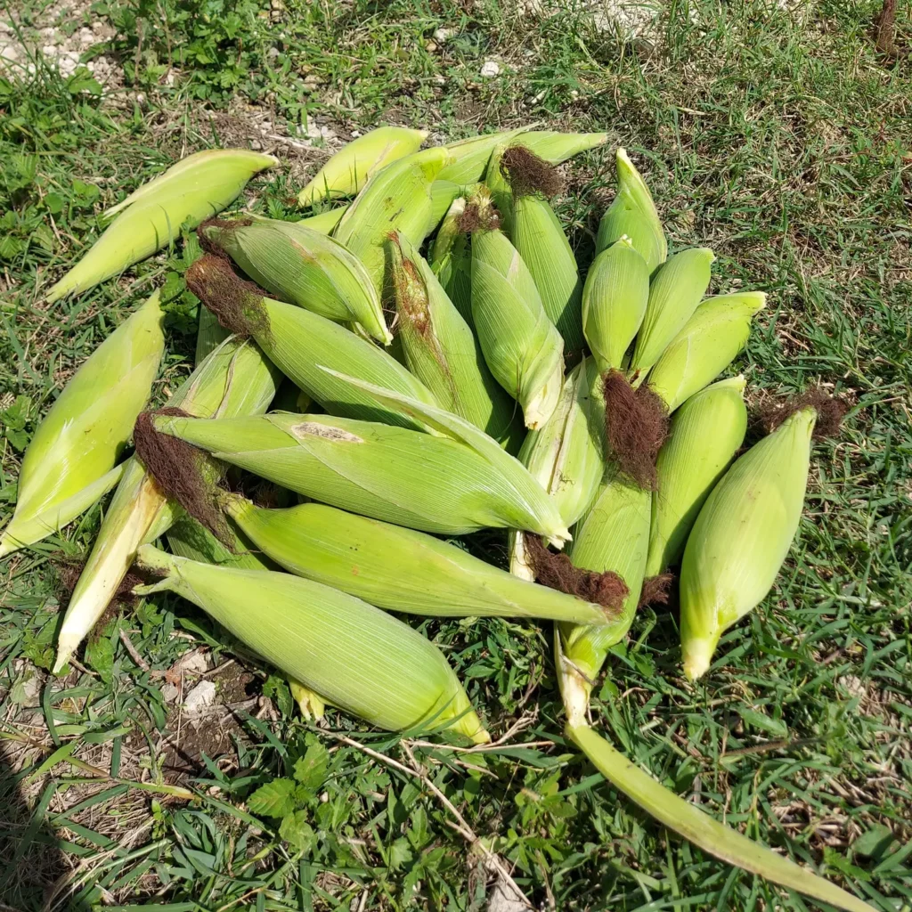 cosecha del cultivo del maíz